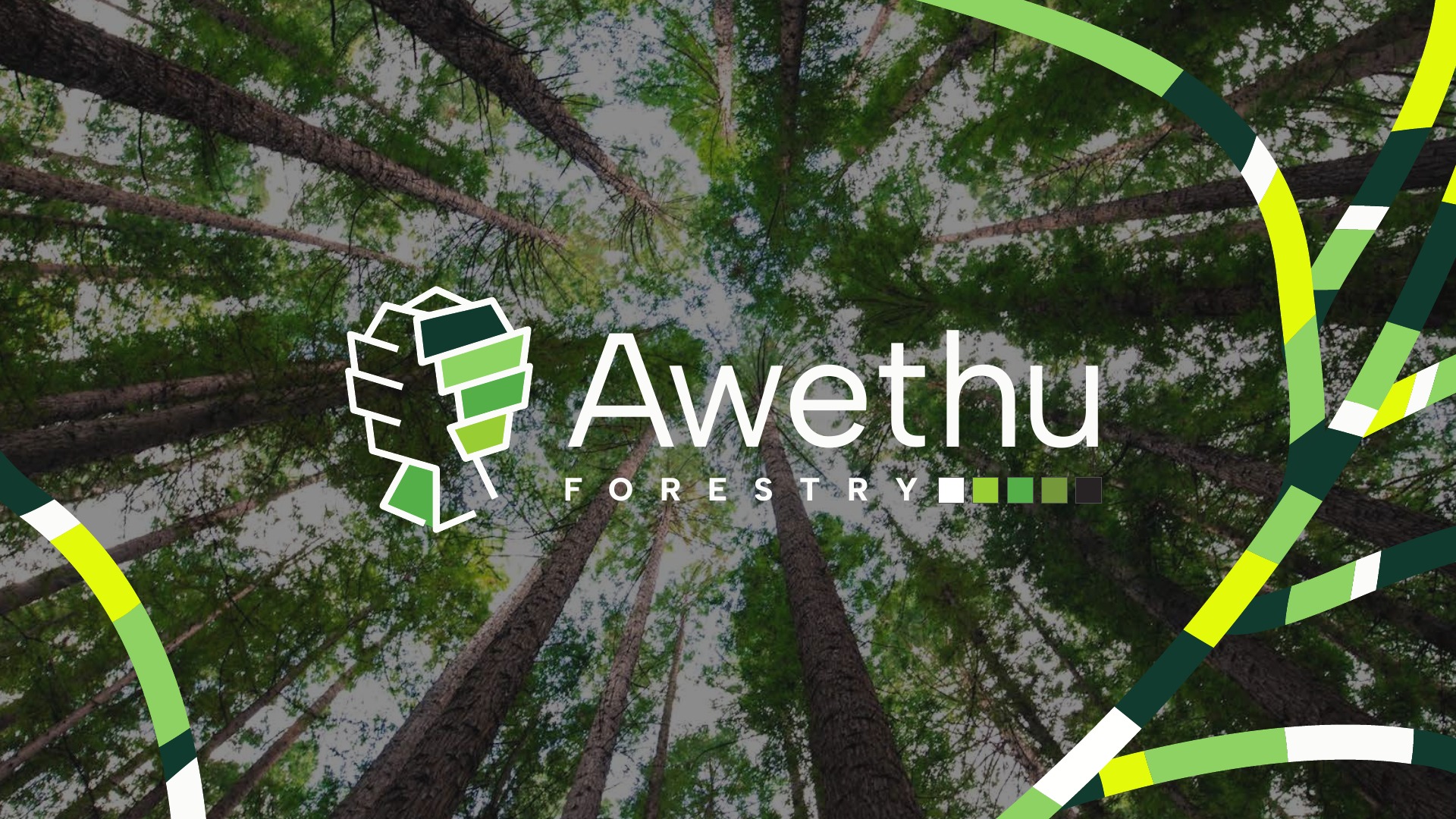 Awethu Forestry logo over a forest canopy, framed by green and yellow graphic ribbons