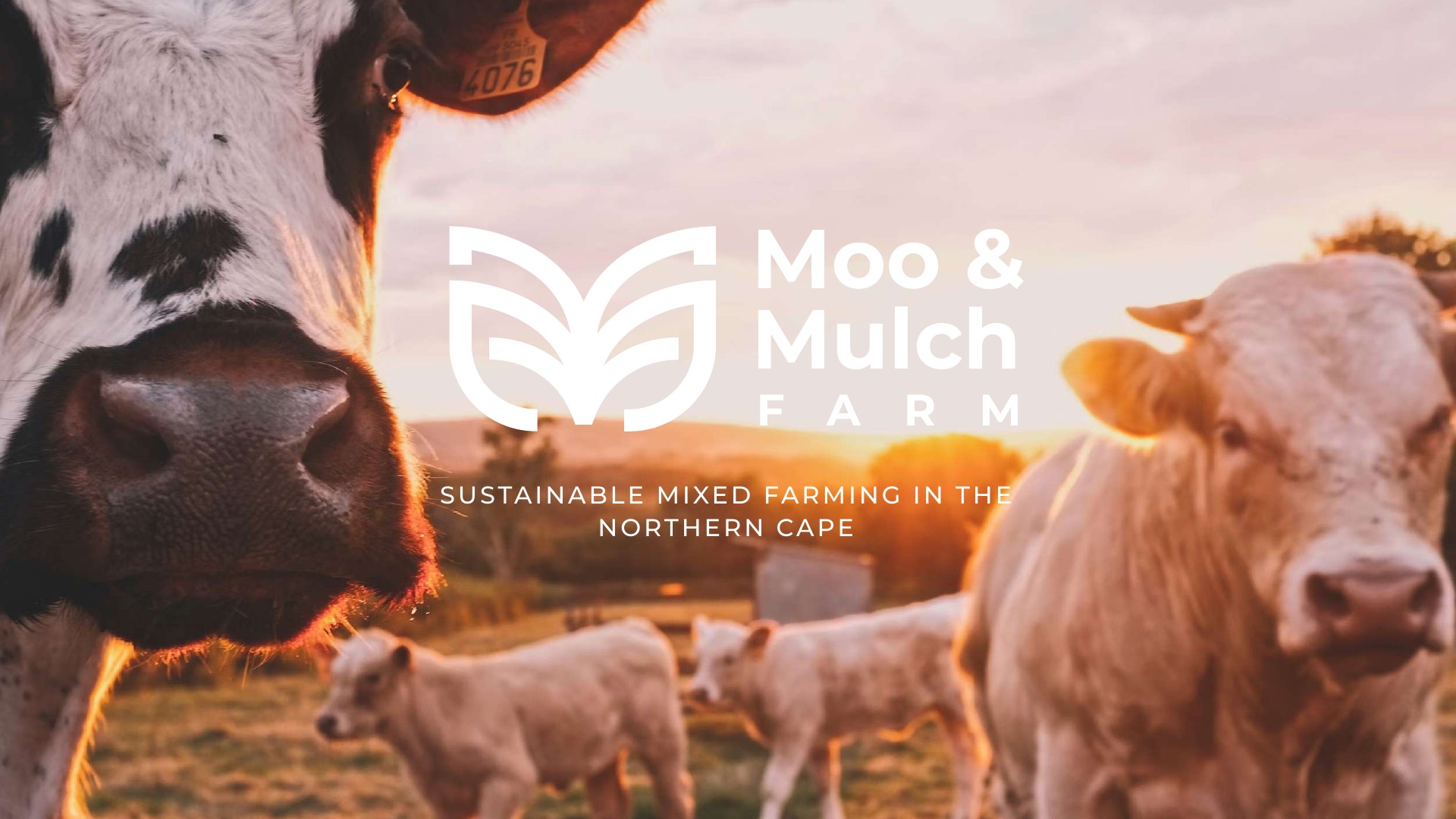 White Moo & Mulch Farm identity over livestock imagery